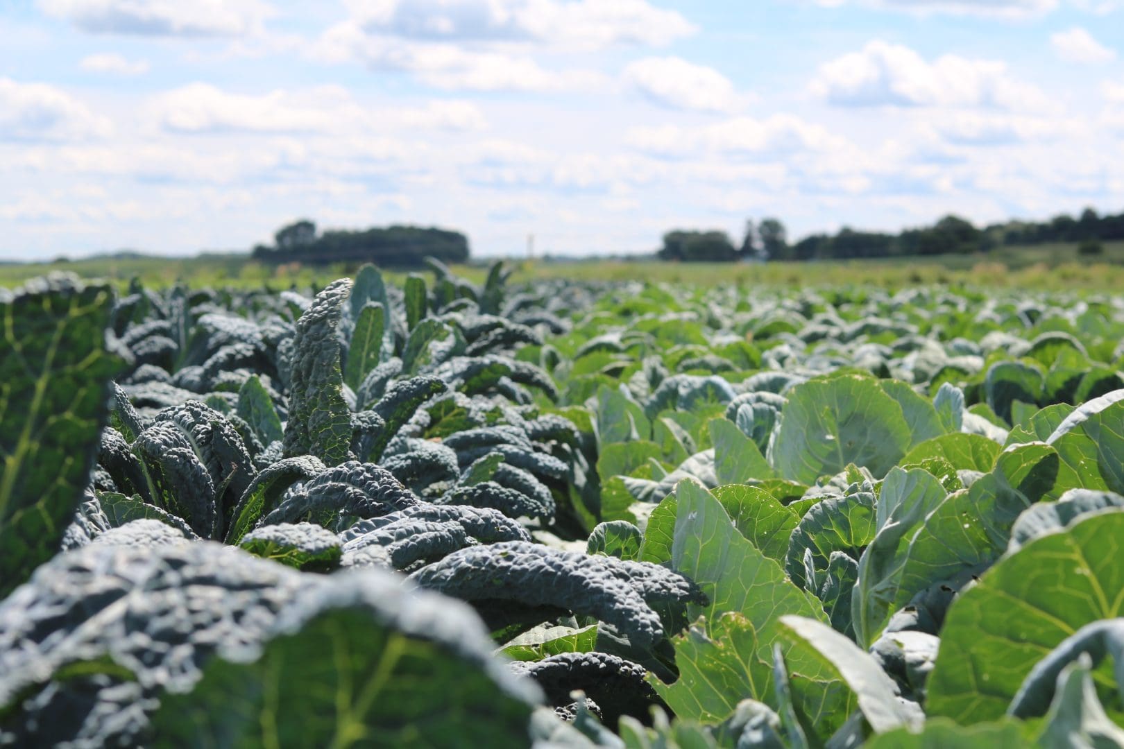 interior Farm to Foodbank Initiative banner image