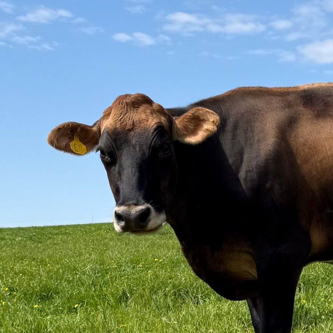 Brownie a dairy cow in second harvests adopt a dairy cow campaign