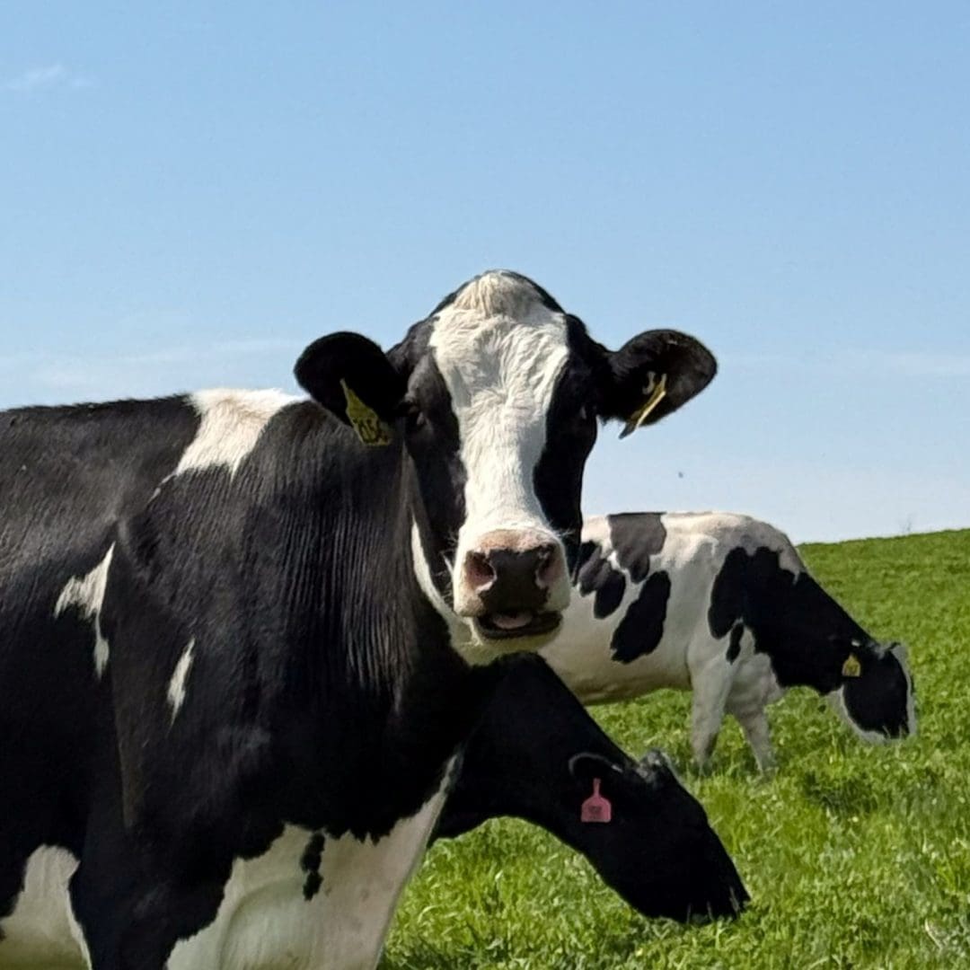 Clementine a dairy cow in second harvests adopt a dairy cow campaign