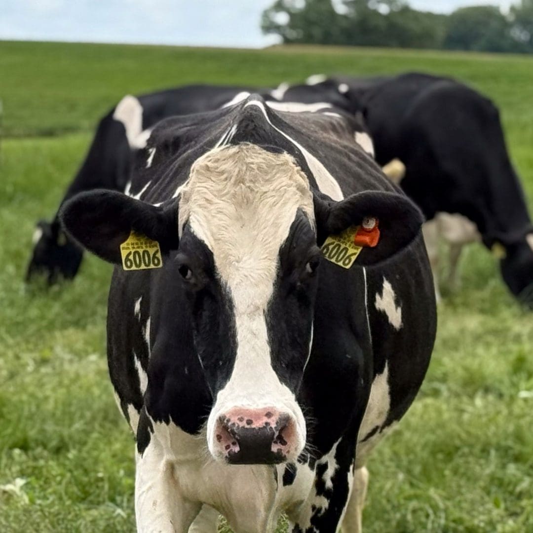 Finny a dairy cow in second harvests adopt a dairy cow campaign