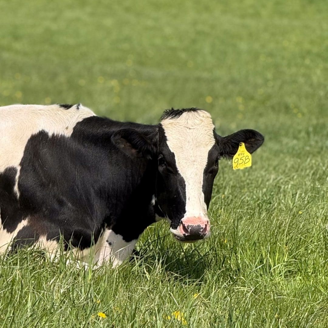 Honey a dairy cow in second harvests adopt a dairy cow campaign