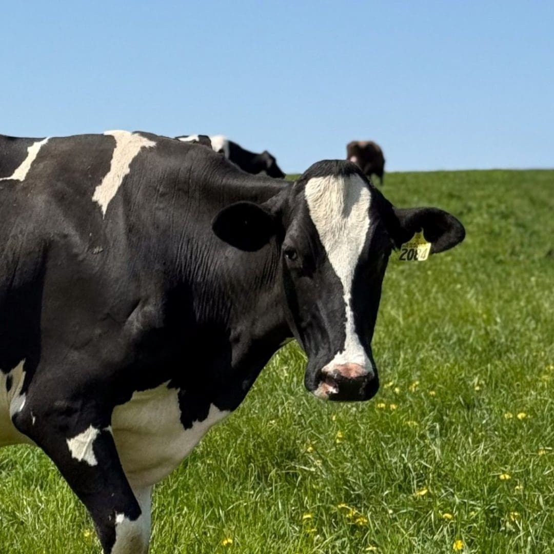 Isla a dairy cow in second harvests adopt a dairy cow campaign