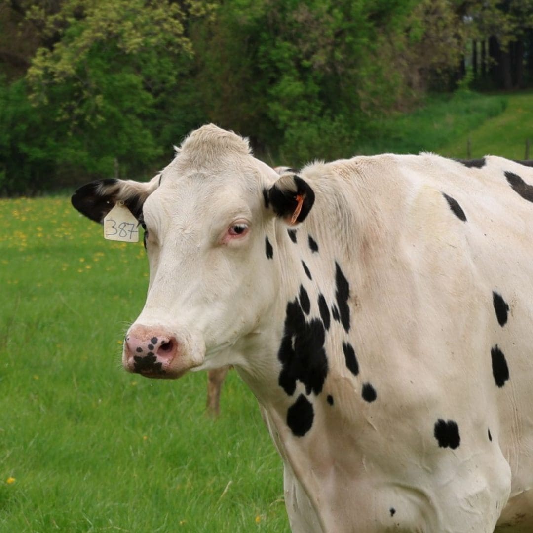 Juniper a dairy cow in second harvests adopt a dairy cow campaign