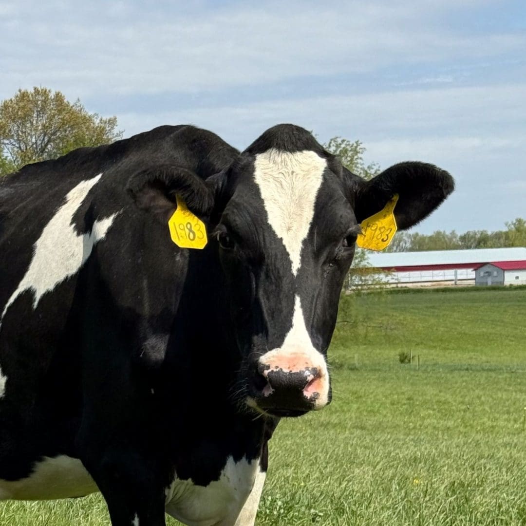 Kay a dairy cow in second harvests adopt a dairy cow campaign