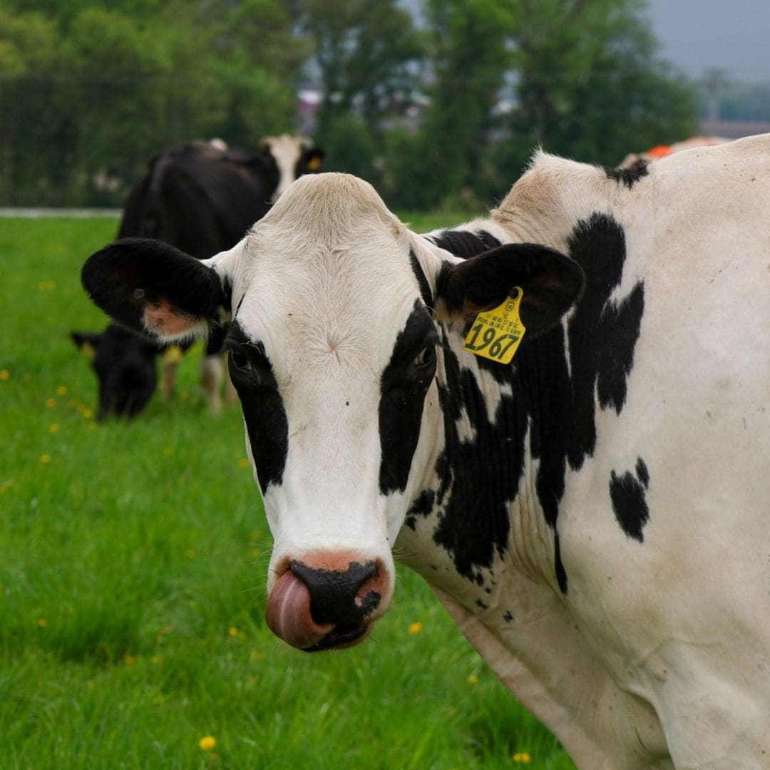 Poppy a dairy cow in second harvests adopt a dairy cow campaign
